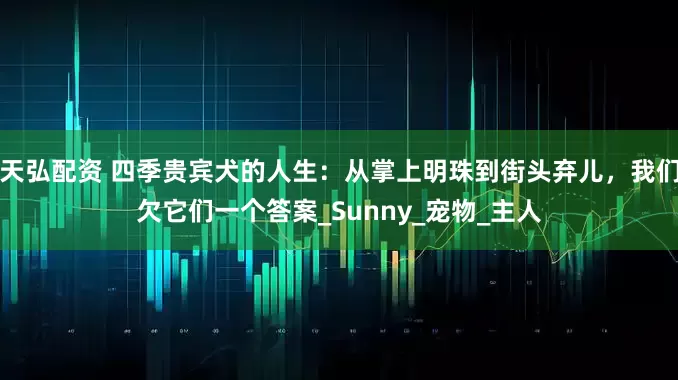天弘配资 四季贵宾犬的人生：从掌上明珠到街头弃儿，我们欠它们一个答案_Sunny_宠物_主人